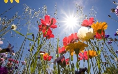 Scopri di più sull'articolo Fiori di Bach: fiori per l’anima