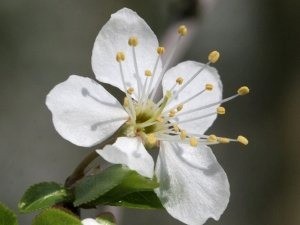 Scopri di più sull'articolo I fiori di Bach per vincere la paura