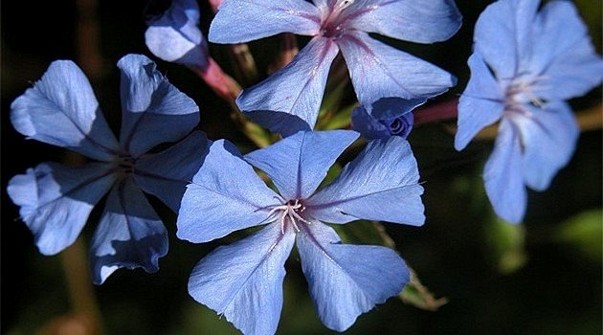 Scopri di più sull'articolo I fiori di Bach per combattere l’incertezza