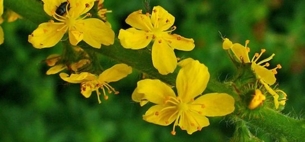 Scopri di più sull'articolo I fiori di Bach per l’ipersensibilità nei confronti degli altri