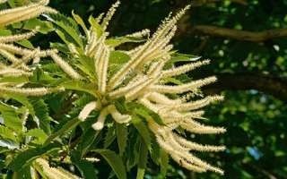 Scopri di più sull'articolo I fiori di Bach per vincere la depressione