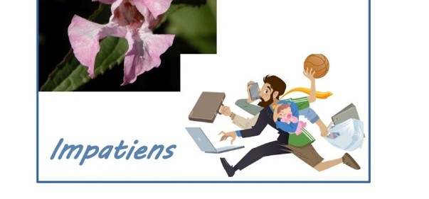 Scopri di più sull'articolo Impatiens: il fiore della virtù della pazienza