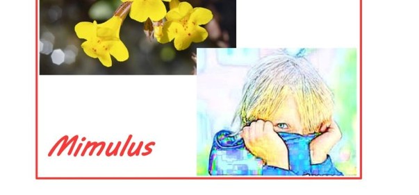 Scopri di più sull'articolo Mimulus: il fiore che mi aiuterà a vincere la paura