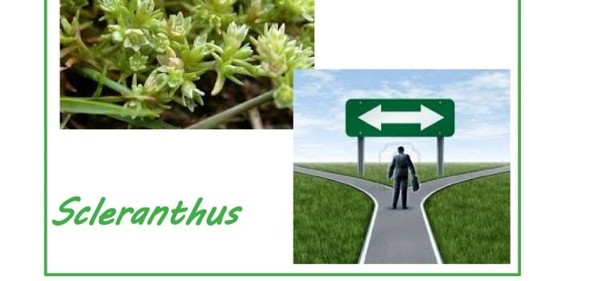 Scopri di più sull'articolo Scleranthus: di fronte a questo bivio ho la chiarezza della scelta.