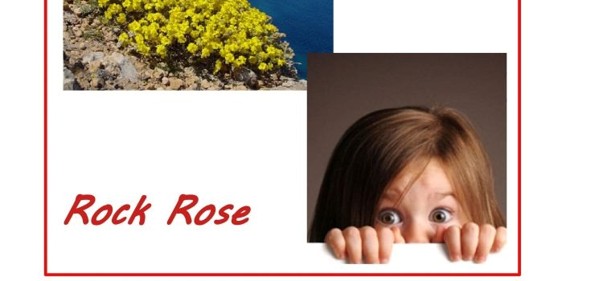 Scopri di più sull'articolo Rock Rose: dalla paura al coraggio!