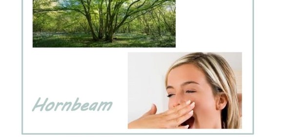 Scopri di più sull'articolo Hornbeam: forza e coraggio!