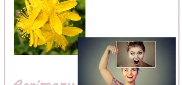 Scopri di più sull'articolo Agrimony: dall’allegria apparente…. Alla pace e all’armonia interiori.