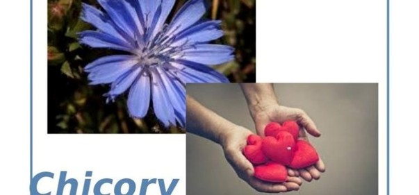 Scopri di più sull'articolo Chicory: amore possessivo e amore disinteressato