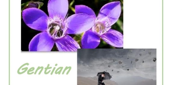Scopri di più sull'articolo Gentian: alimento in me la fiducia nella vita e proseguo superando ogni ostacolo