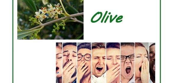 Scopri di più sull'articolo Olive e la rigenerazione