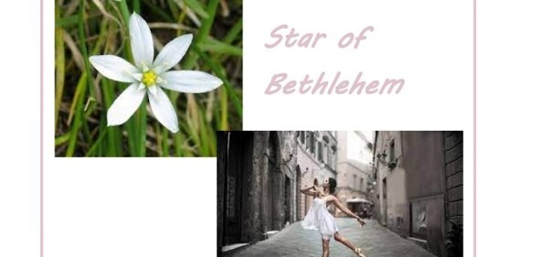 Scopri di più sull'articolo Stella di Betlemme: un fiore per la risoluzione